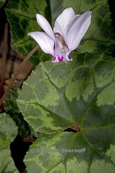 cyclamen africanum 1 graphic